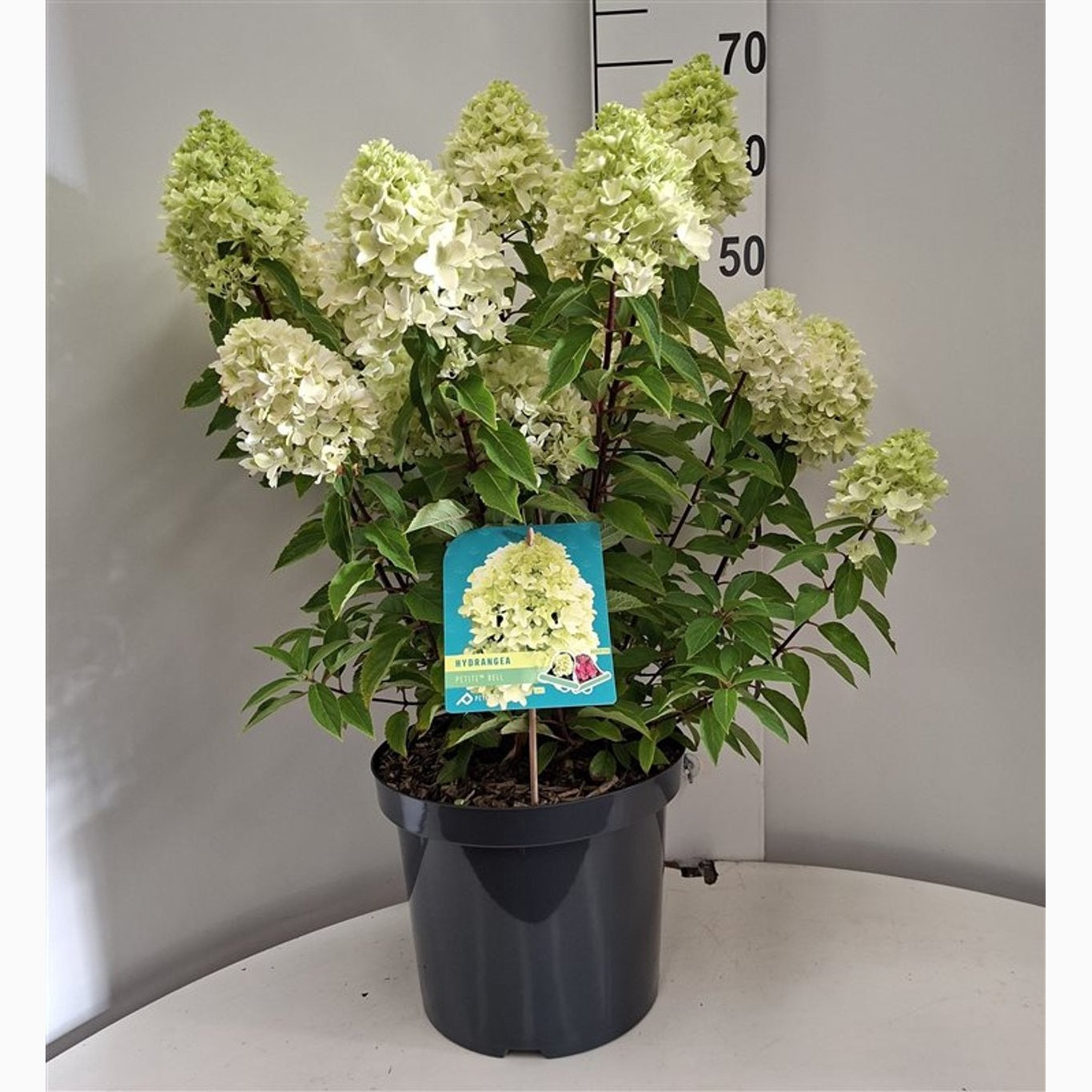 Syrenhortensia – Hydrangea paniculata Petite Bell - C10 40-50 CM