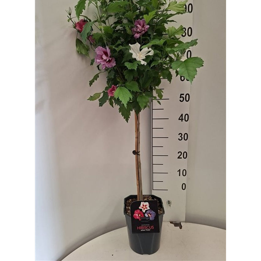 Hibiskus – Hibiscus syriacus - 60 CM Stem C5 - 2yr Crown