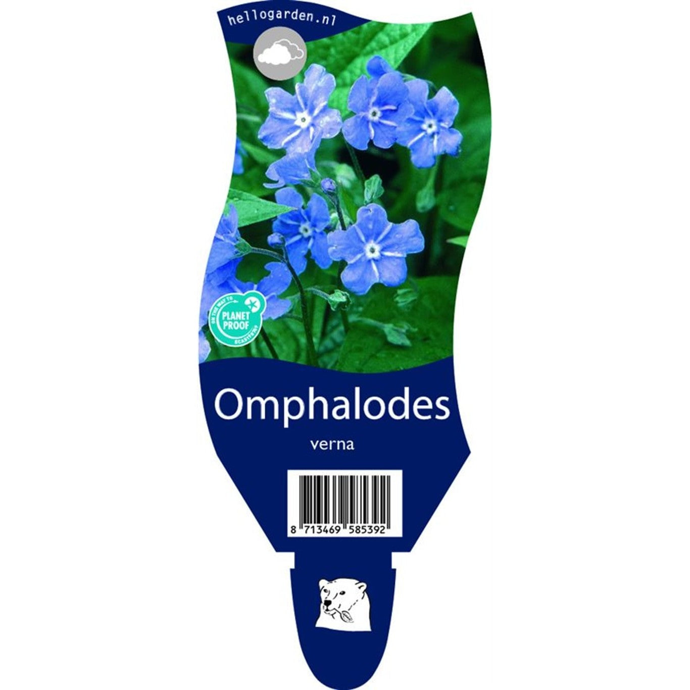 Ormöga – Omphalodes verna - P11