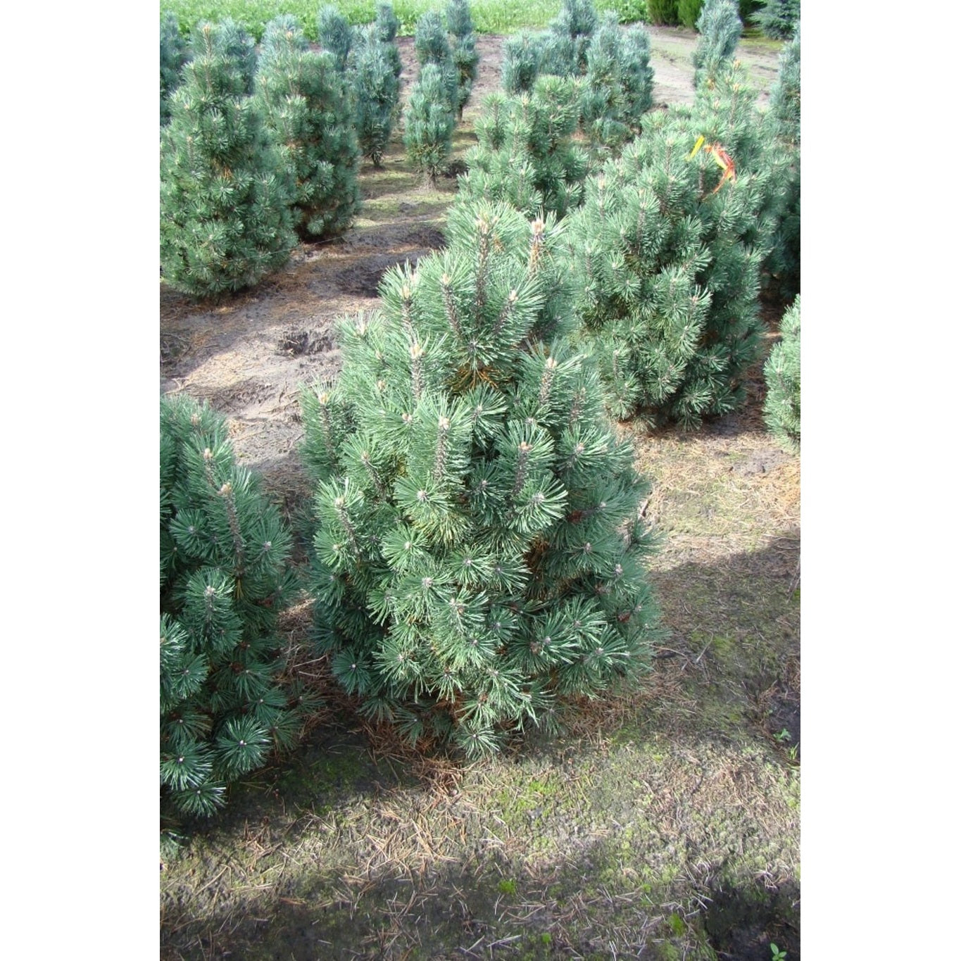 Bergtall – Pinus mugo 'Columnaris' - 80-100 CM WRB
