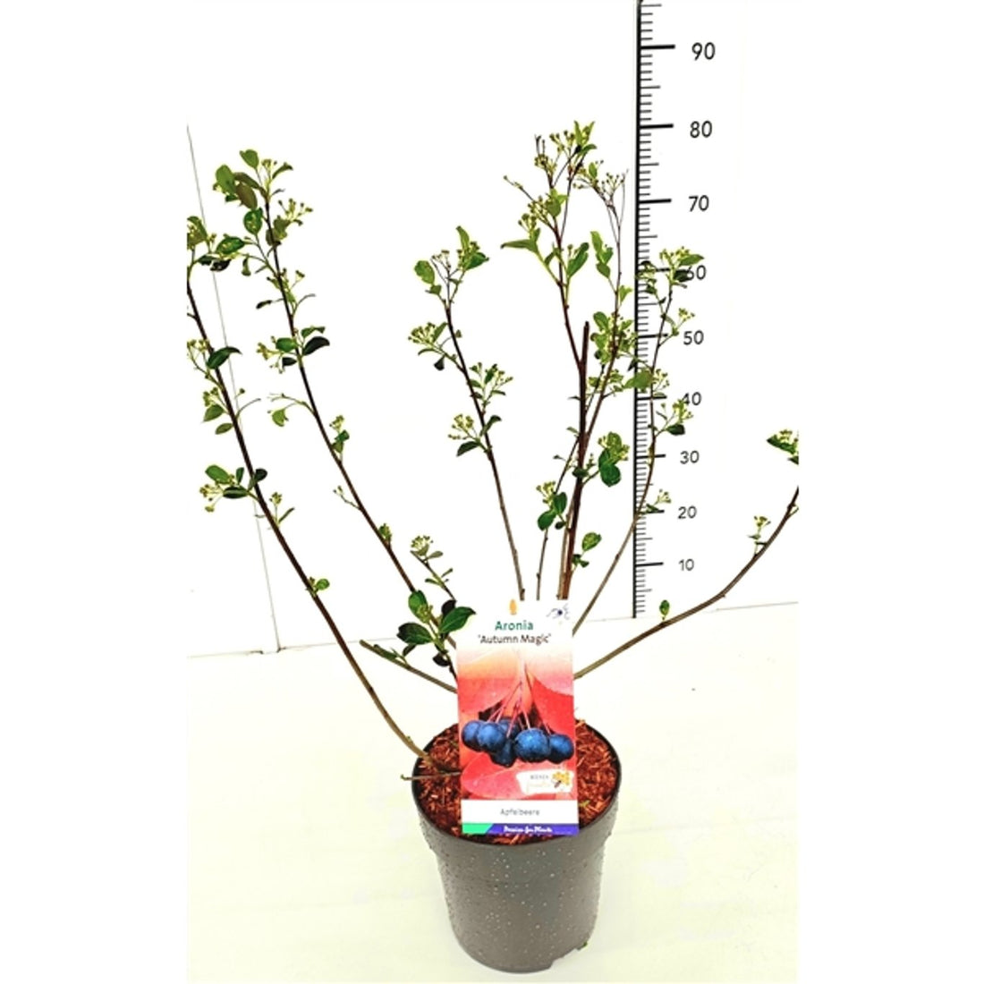 Svartaronia – Aronia melanocarpa &