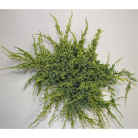 Himalaya-en – Juniperus squamata 'Holger' - C7.5 50-60 cm.