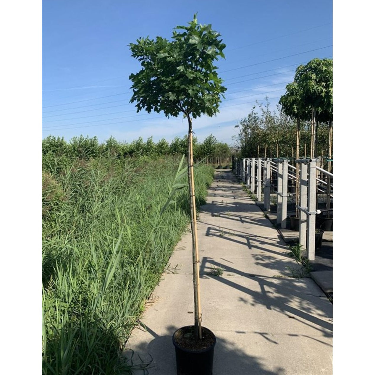 Kärr-ek – Quercus palustris 'Green Dwarf' - 90 CM Stem C10