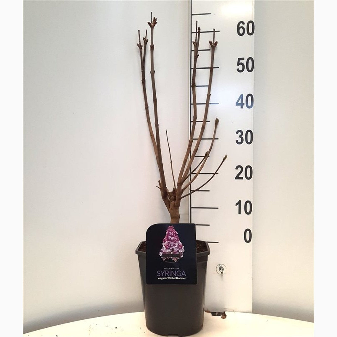 Syren (V); – Syringa vulgaris 'Michel Buchner' - C5 50-60 CM