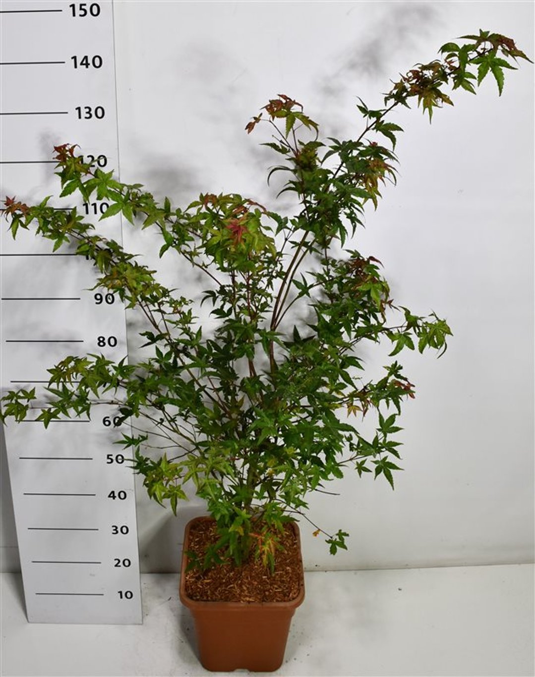Japansk lönn – Acer palmatum &