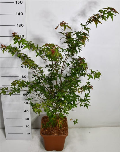 Japansk lönn – Acer palmatum &