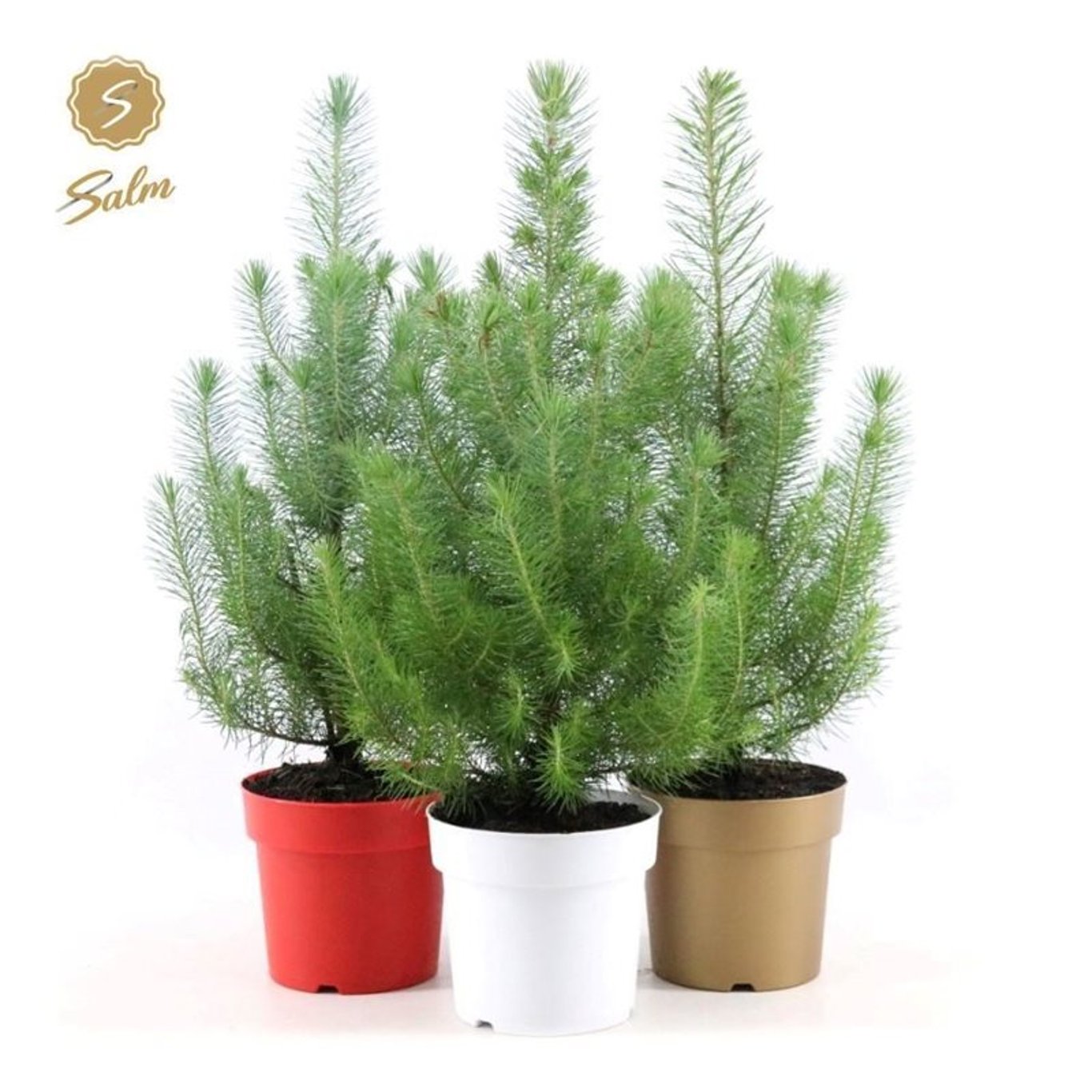 Stenfura – Pinus pinea 'Silver Crest' - C2 pot color mix