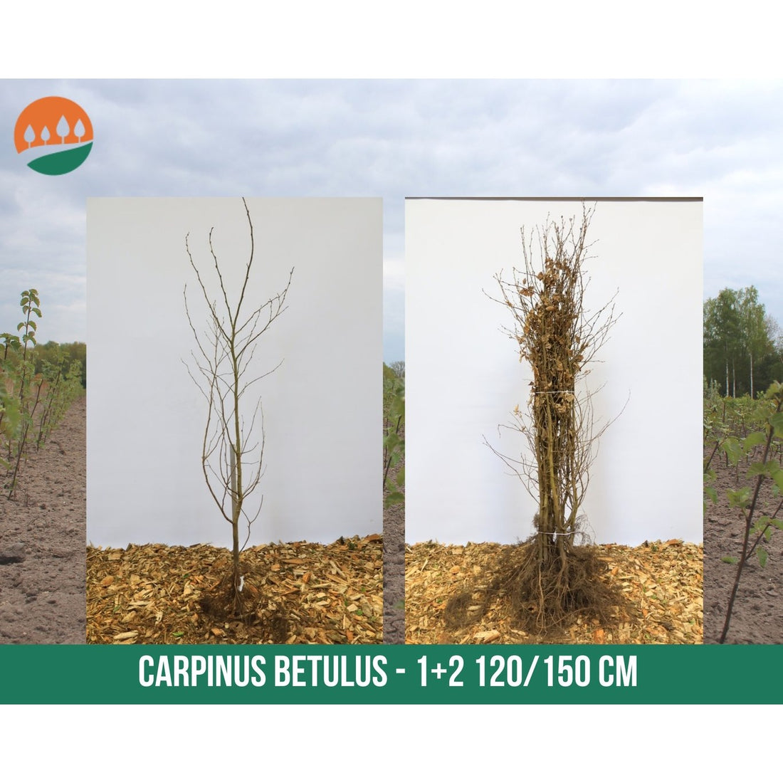 Avenbok – Carpinus betulus - 120-150 CM barrot 1/2