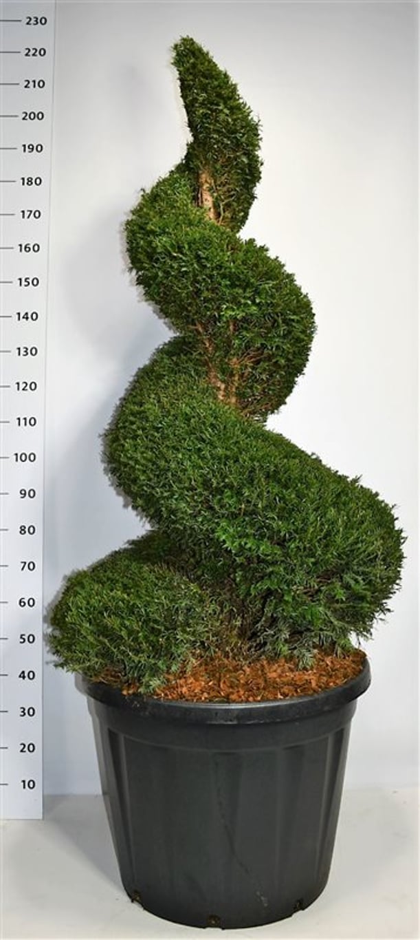 Idegran – Taxus baccata - C130 140-160 cm. Spiraal extra