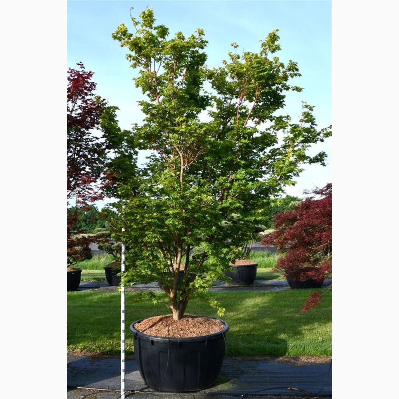 Japansk lönn – Acer pal. 'Sangokaku' - C500 300-350 CM