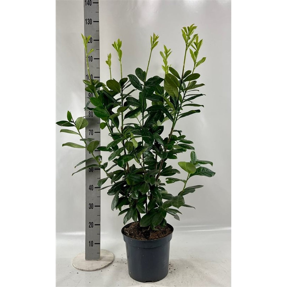 Lagerhägg – Prunus laurocerasus &