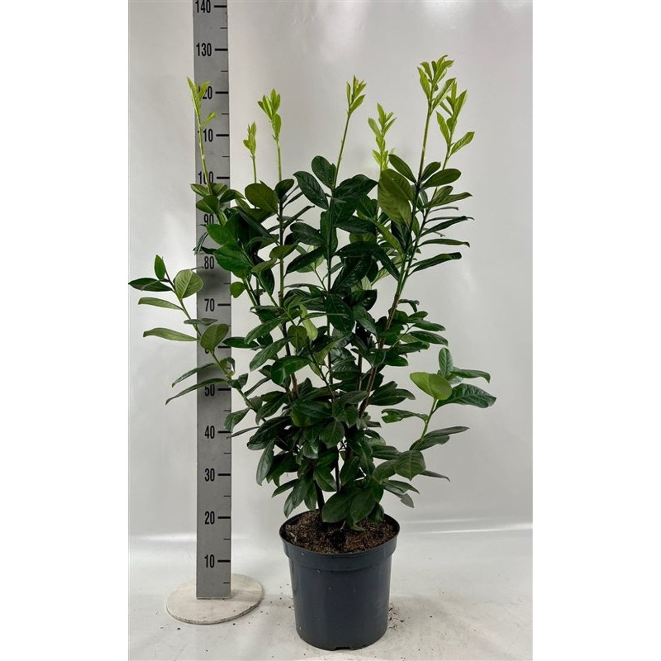 Lagerhägg – Prunus laurocerasus &