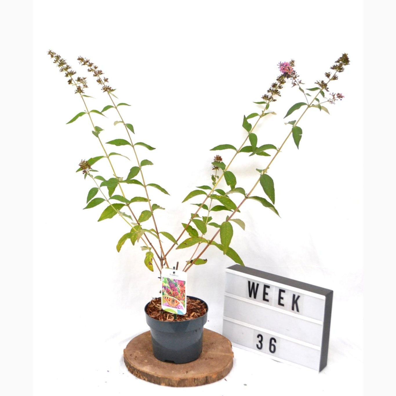 Sommarlilja – Buddleja weyer. 'Flower Power' - C2 50-60 CM