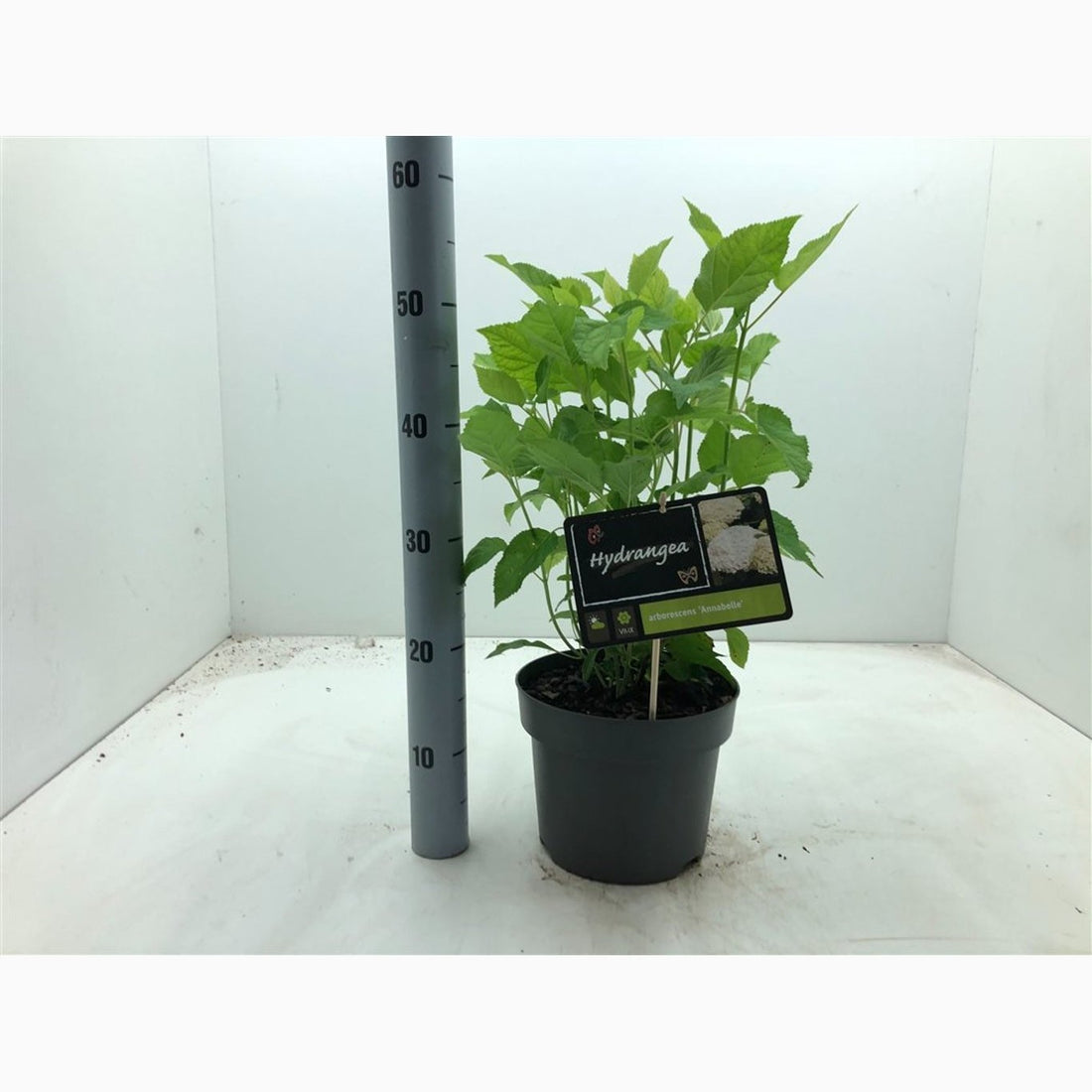 Hortensia – Hydrangea arborescens &