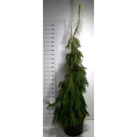Västra vit­tall – Pinus strobus 'Pendula' - C65 180-200 cm.