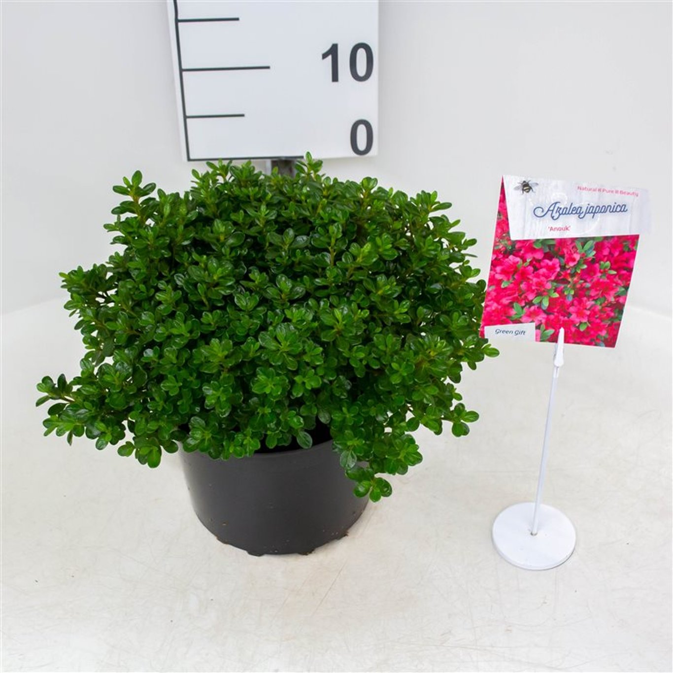 Rhododendron – Rhododendron (AJ); 'Anouk' - C4 25-30 CM