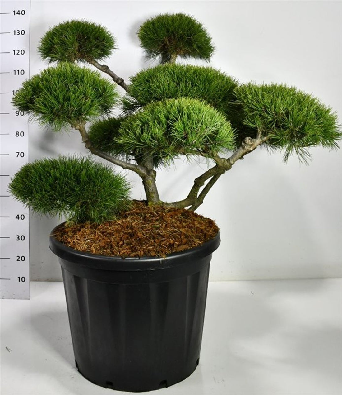 Bergtall – Pinus mugo &