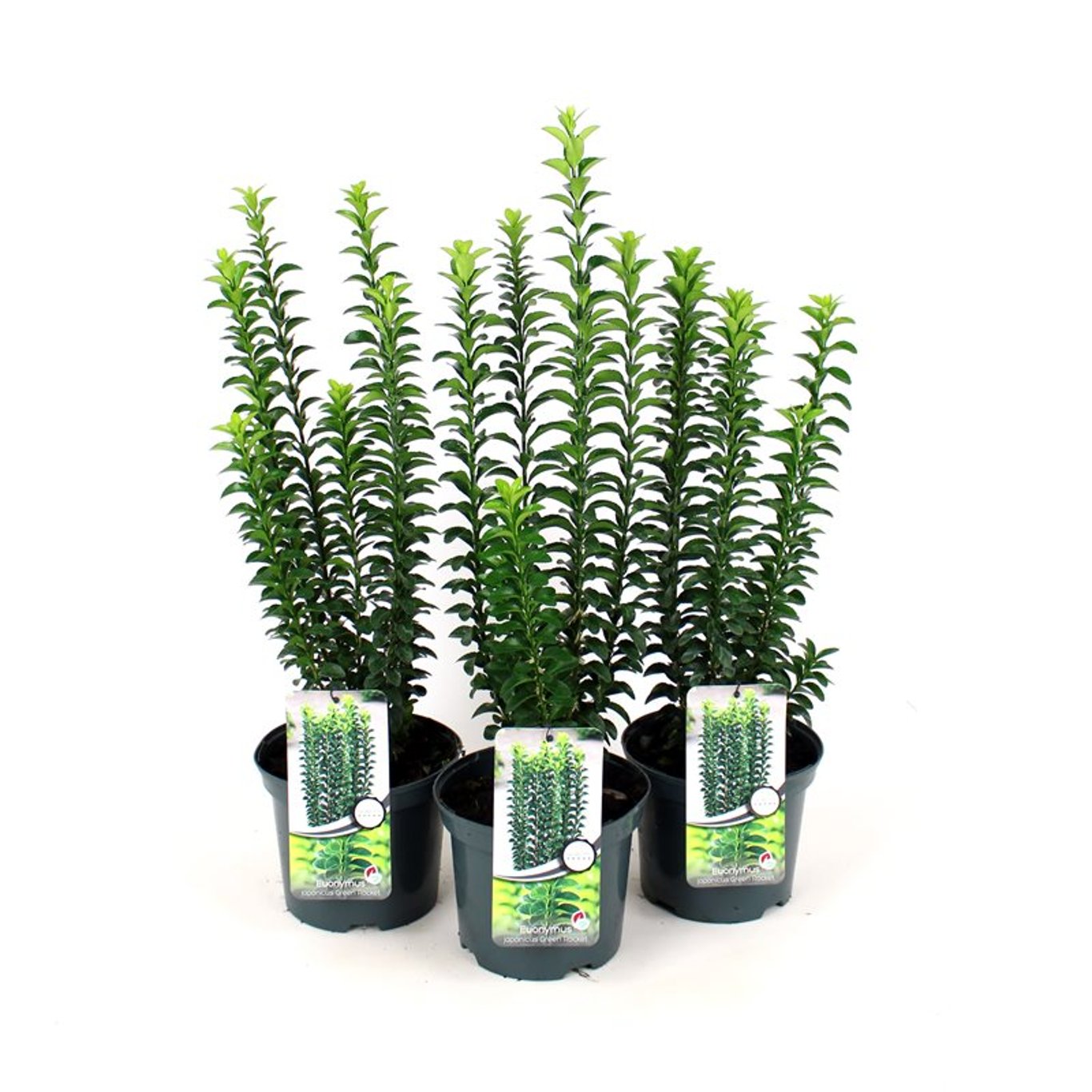 Japansk benved – Euonymus japonicus 'Green Rocket' - C3 40-50 CM