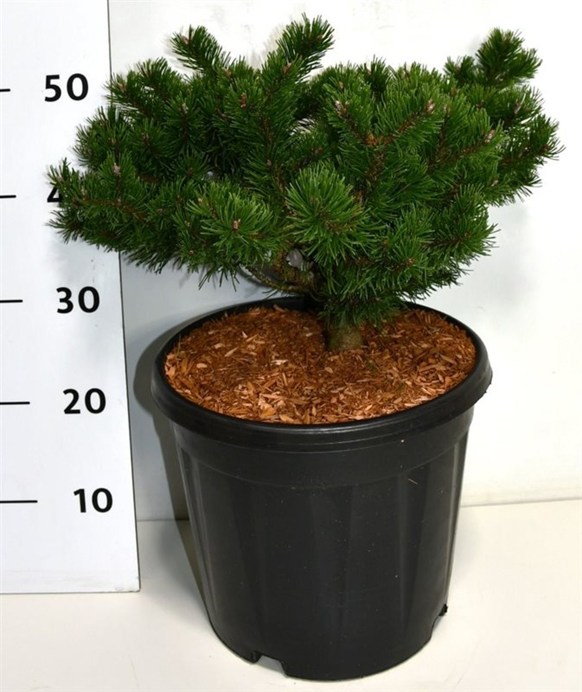 Bergtall – Pinus mugo 'Klosters Grun' - C13 35-40 cm.