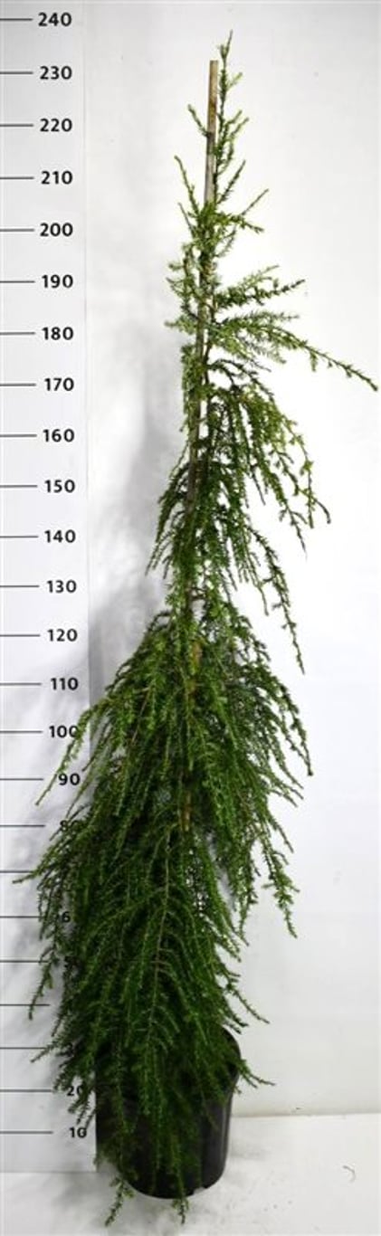 Hemlock – Tsuga canadensis 'Pendula' - C18 150-175 cm.
