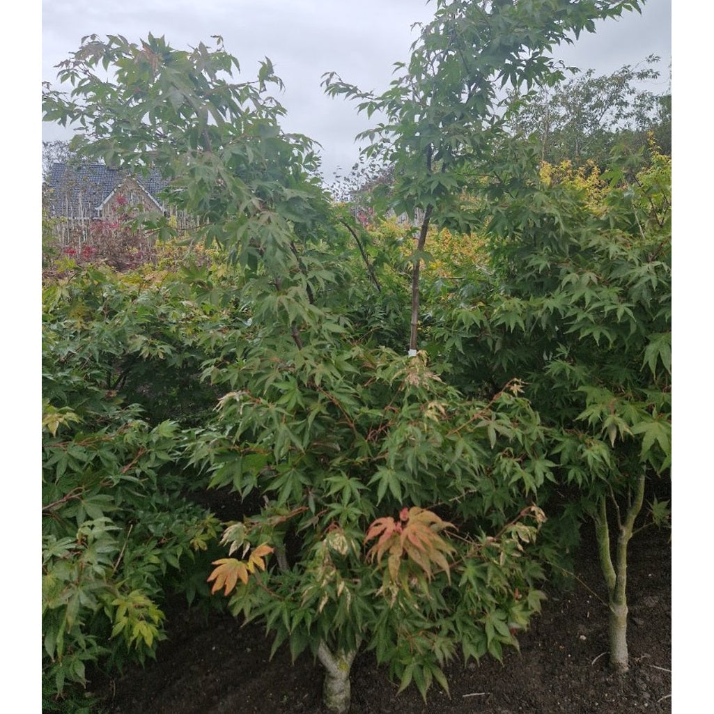 Japansk lönn – Acer pal. 'Osakazuki' - 125-150 CM RB