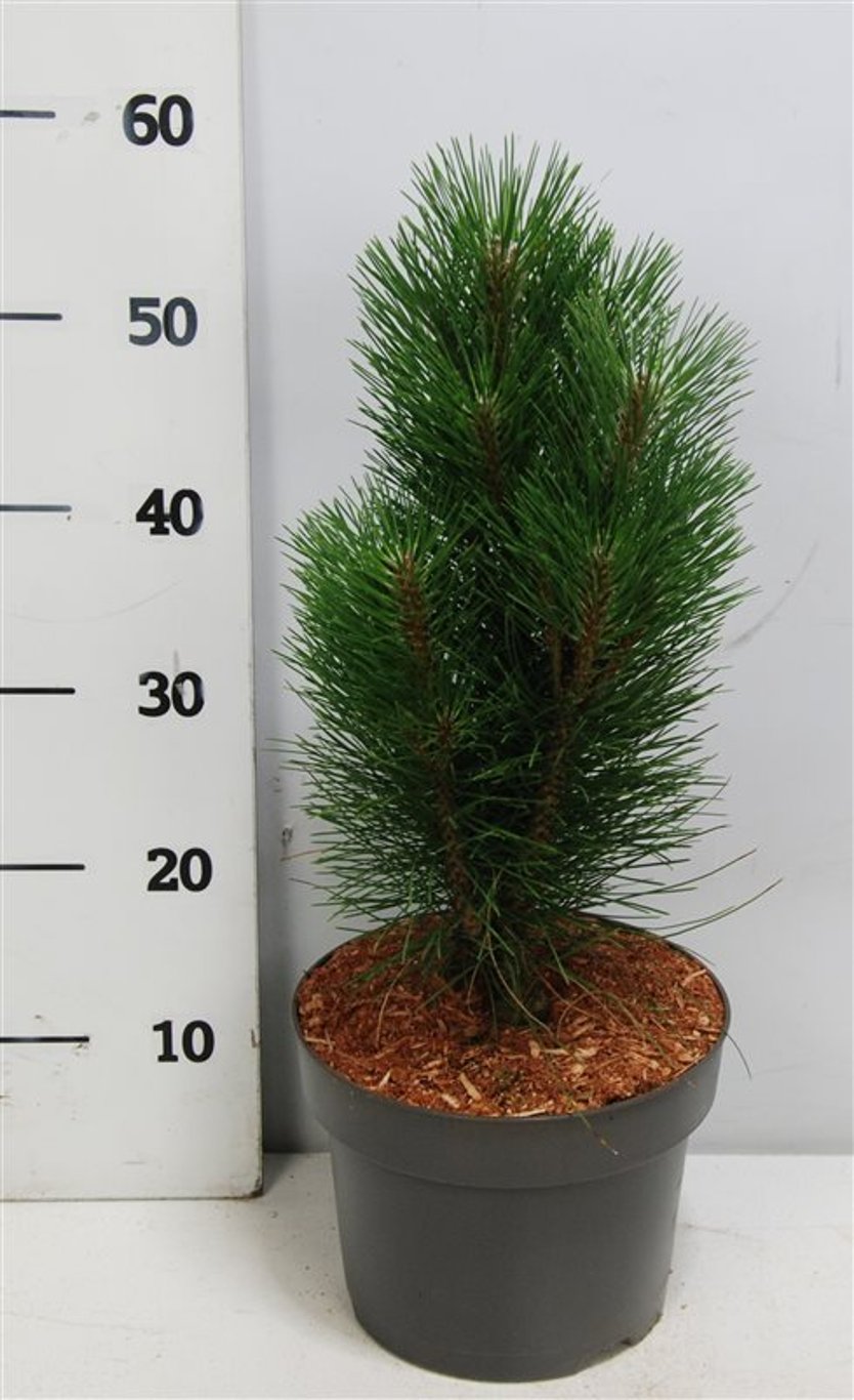 Svarttall – Pinus nigra &