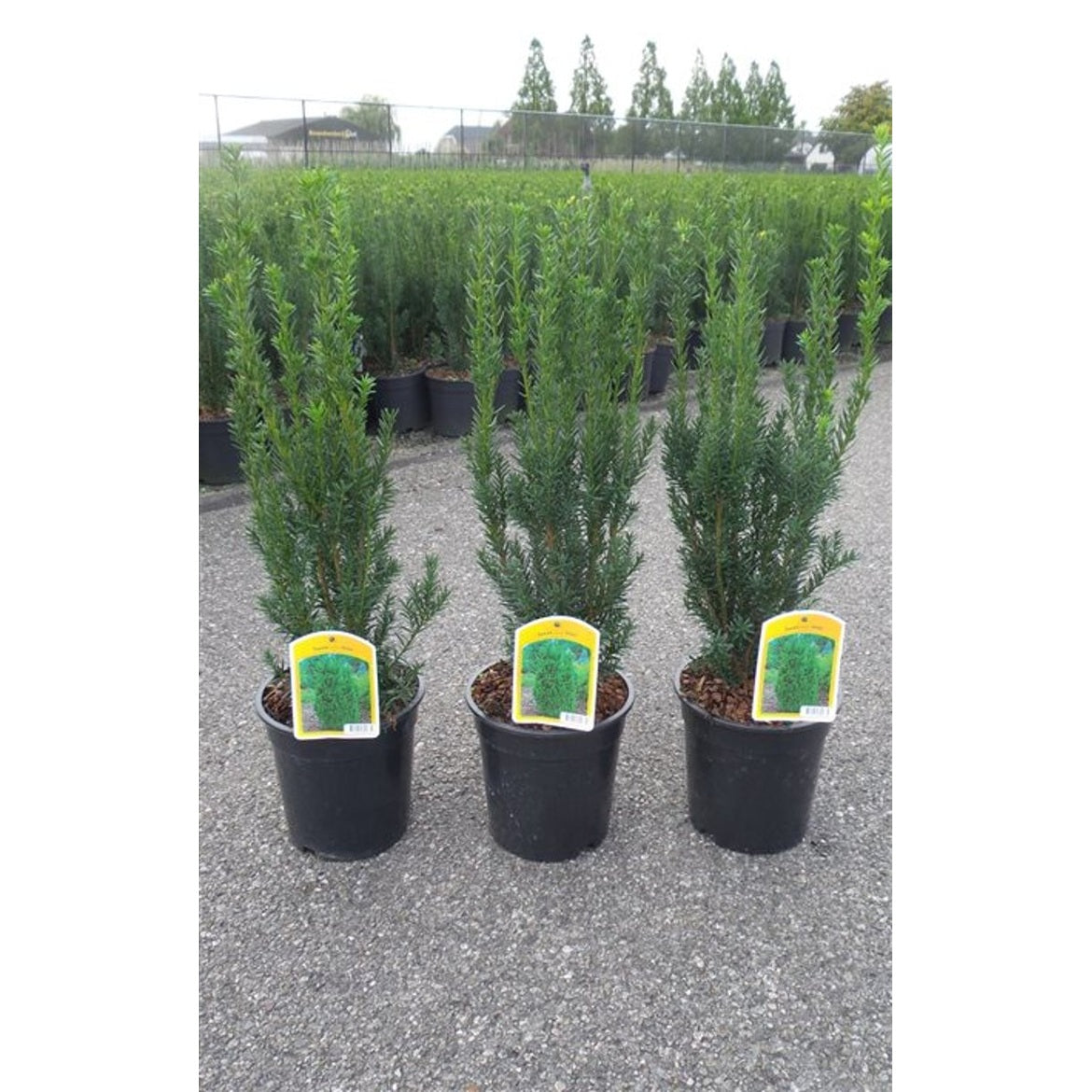 Hybrididegran – Taxus media 'Hillii' - C3 50-60 CM