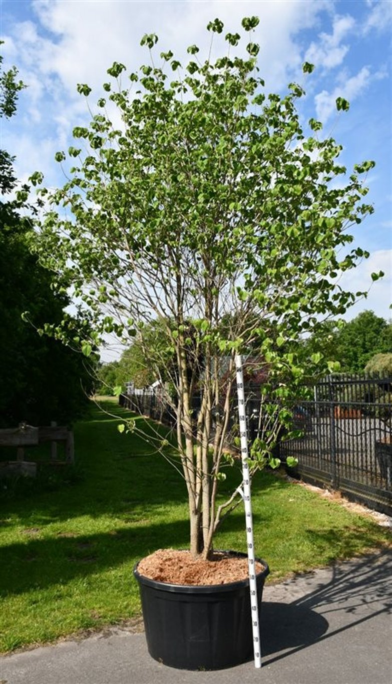 Blomsterkornell – Cornus florida - C280 350-400 cm.