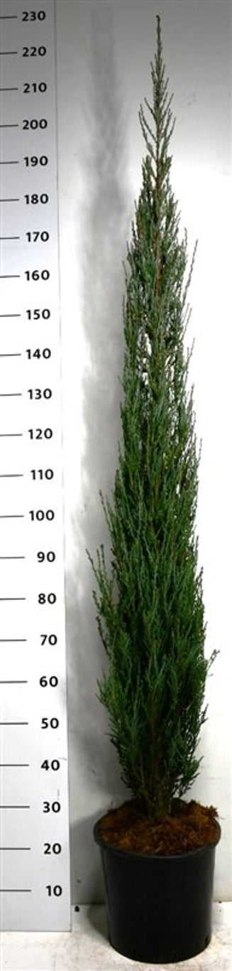 Pelar-en – Juniperus scopulorum &