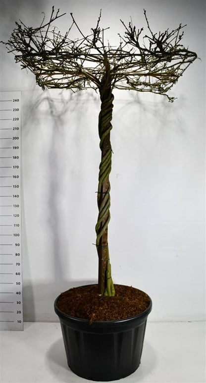 Japansk blåregn – Wisteria brachybotrys &