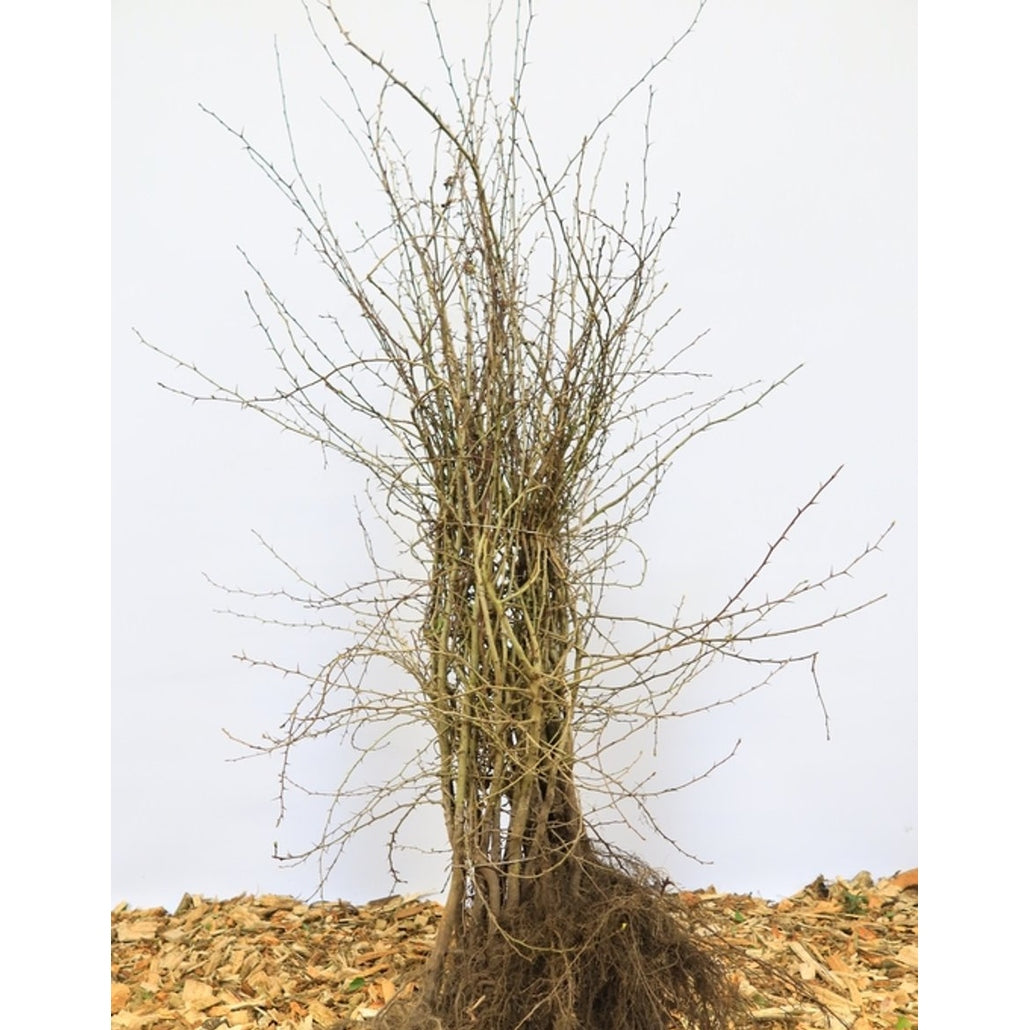 Hagtorn – Crataegus monogyna - 80-120 CM barrot 1/1
