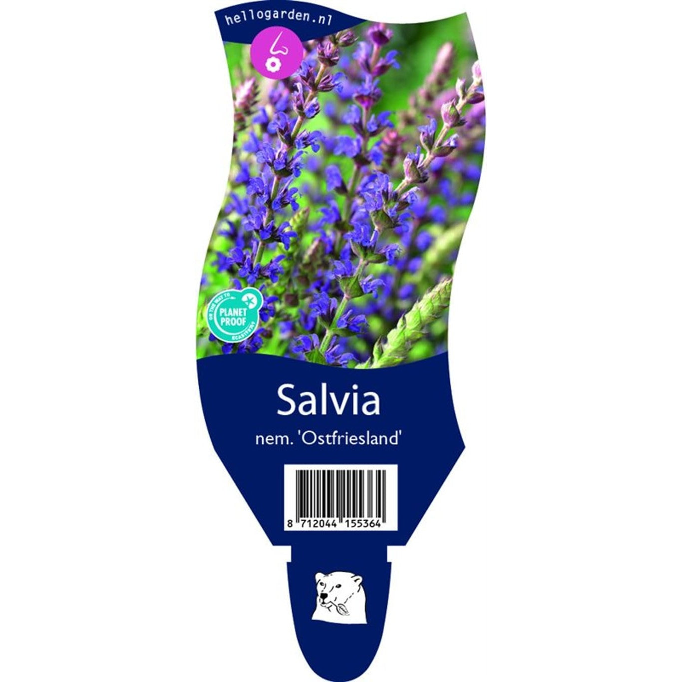 Stäppsalvia – Salvia nemorosa 'Ostfriesland' - P11