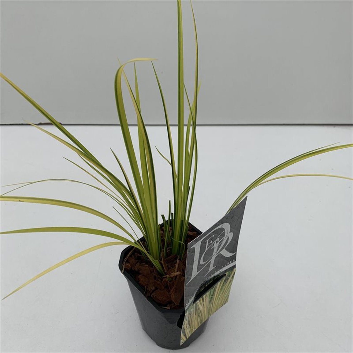 Gräskalmus – Acorus gramineus 'Ogon' - C1