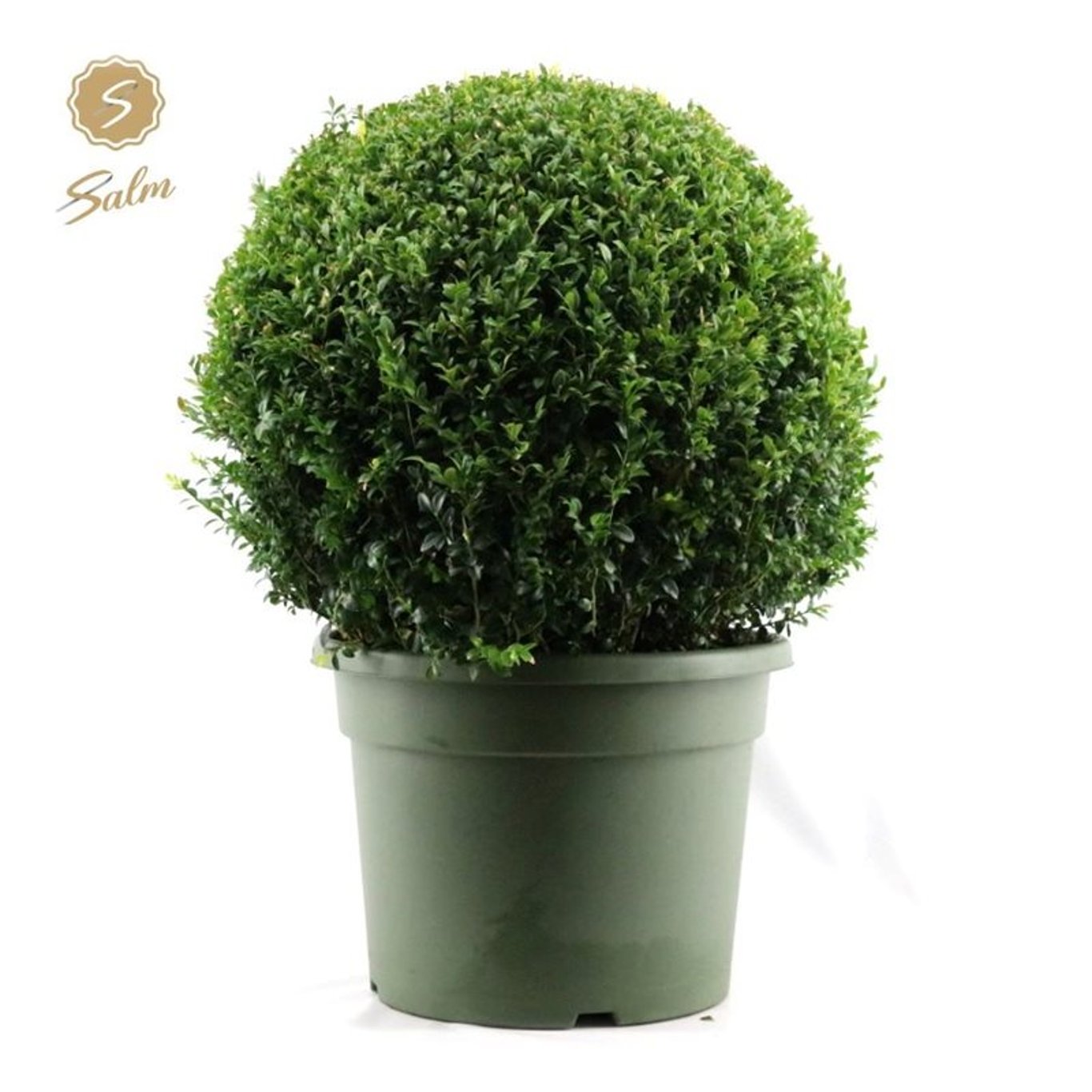 Buxbom – Buxus sempervirens - 70 CM Ball Cont.