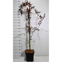 Japansk lönn – Acer palmatum 'Inaba-shidare' - C15 150-175 cm. Gestokt