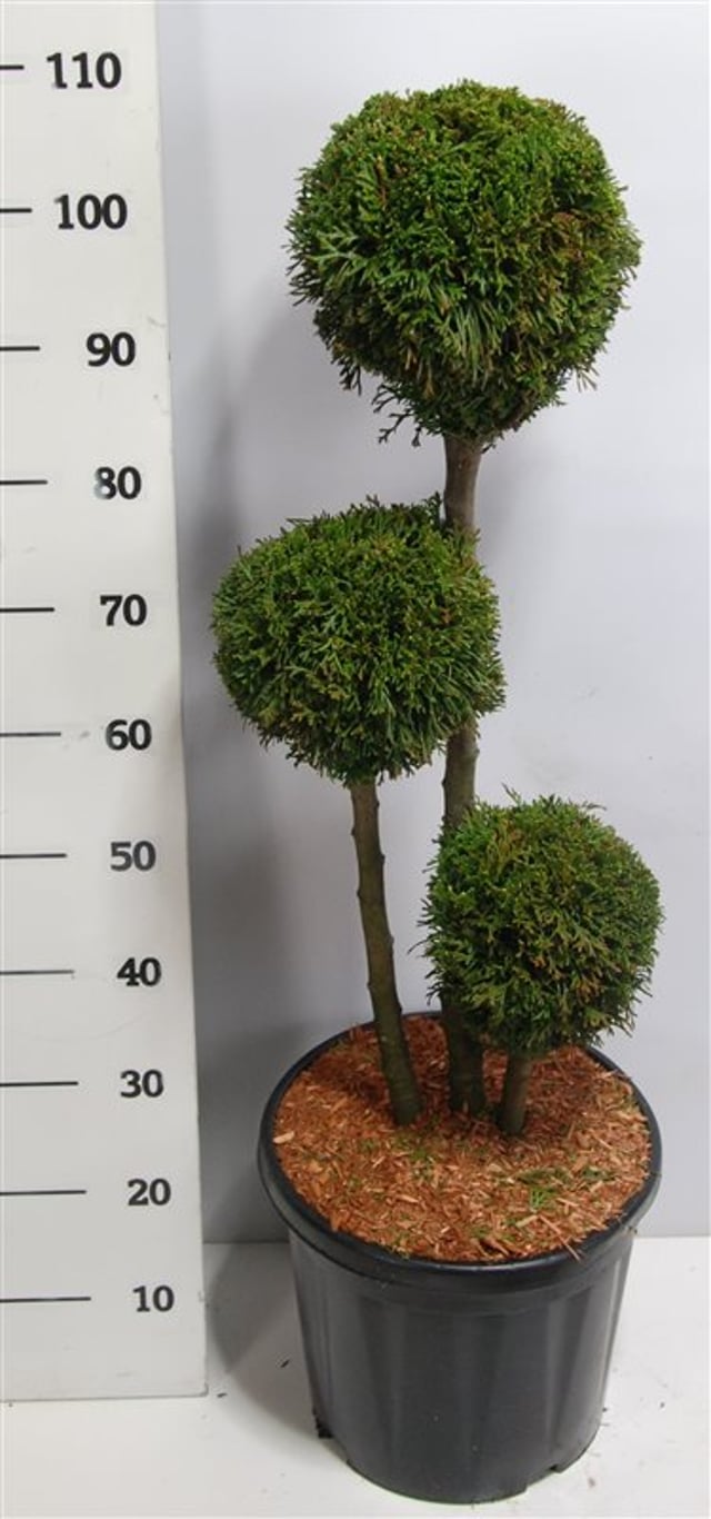 Thuja – Thuja occidentalis 'Smaragd' - C18 60-70 cm. Multibol