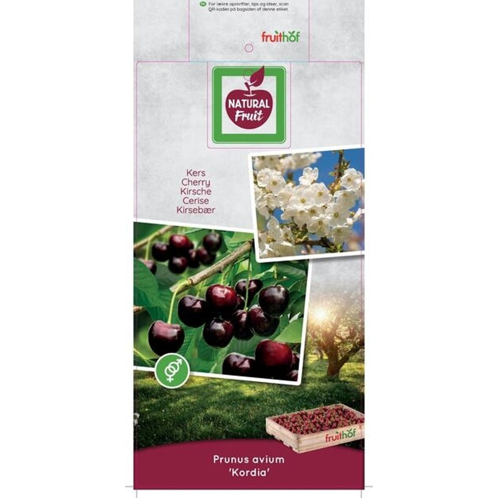 Körsbär – Prunus avium 'Kordia' - C7.5 Halfstem