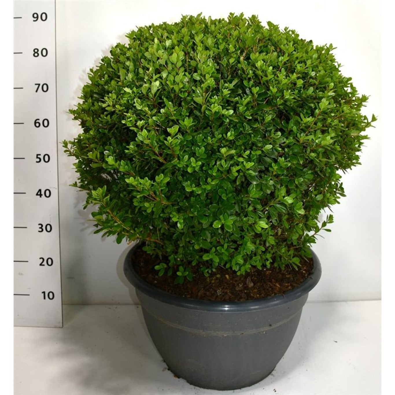 Rhododendron – Rhododendron 'Sylvester' - 60-70 CM Ball Cont.