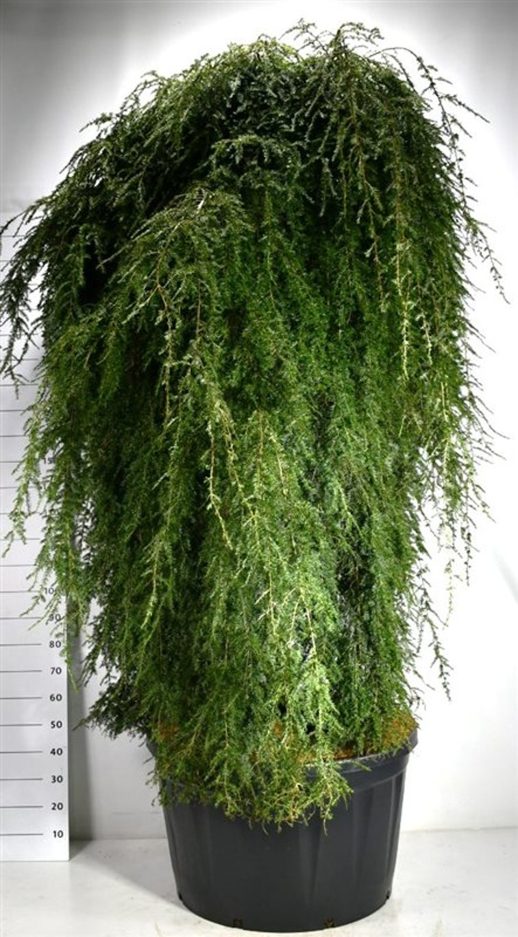 Hemlock – Tsuga canadensis &