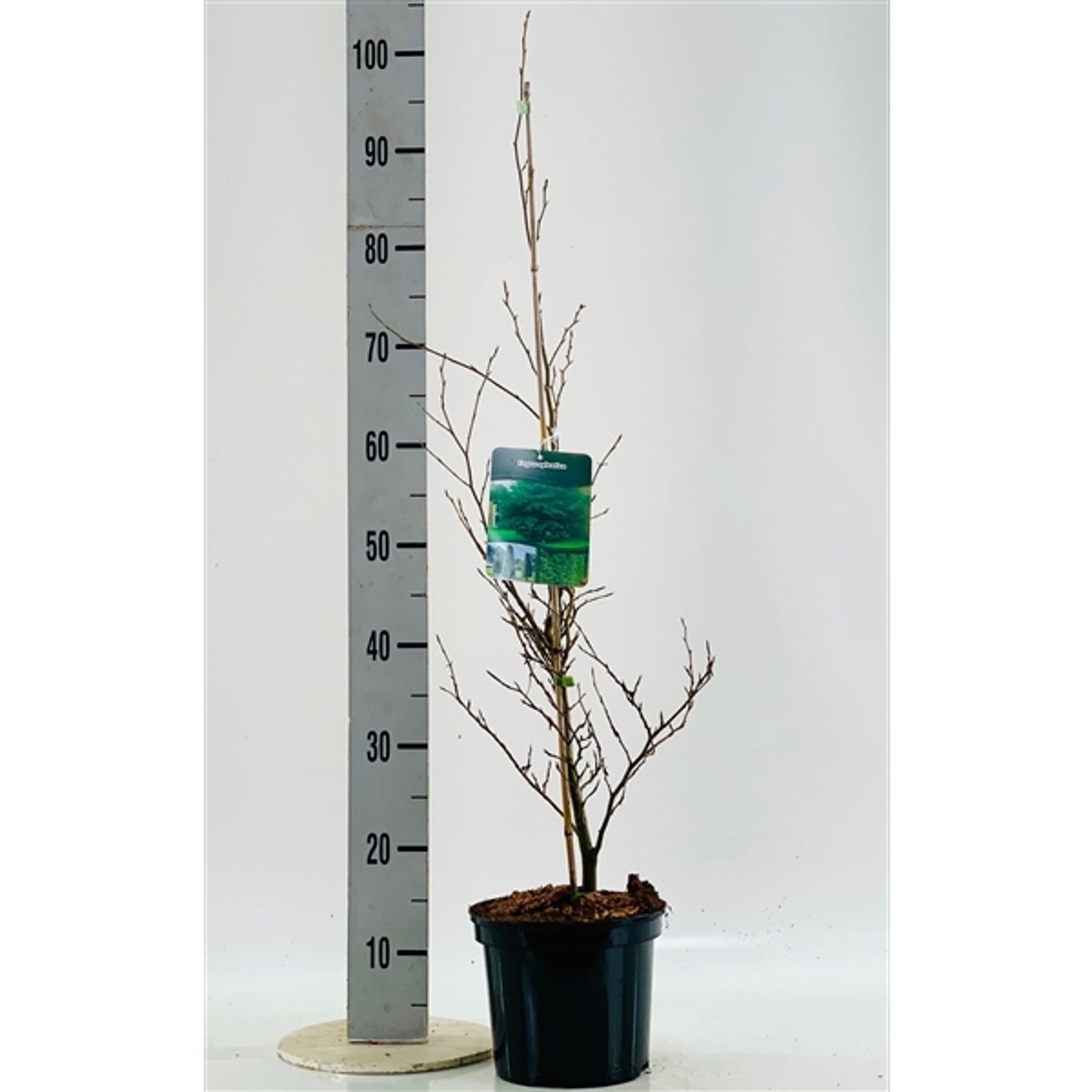 Blodbok – Fagus sylvatica - C3 60-80 CM Stick