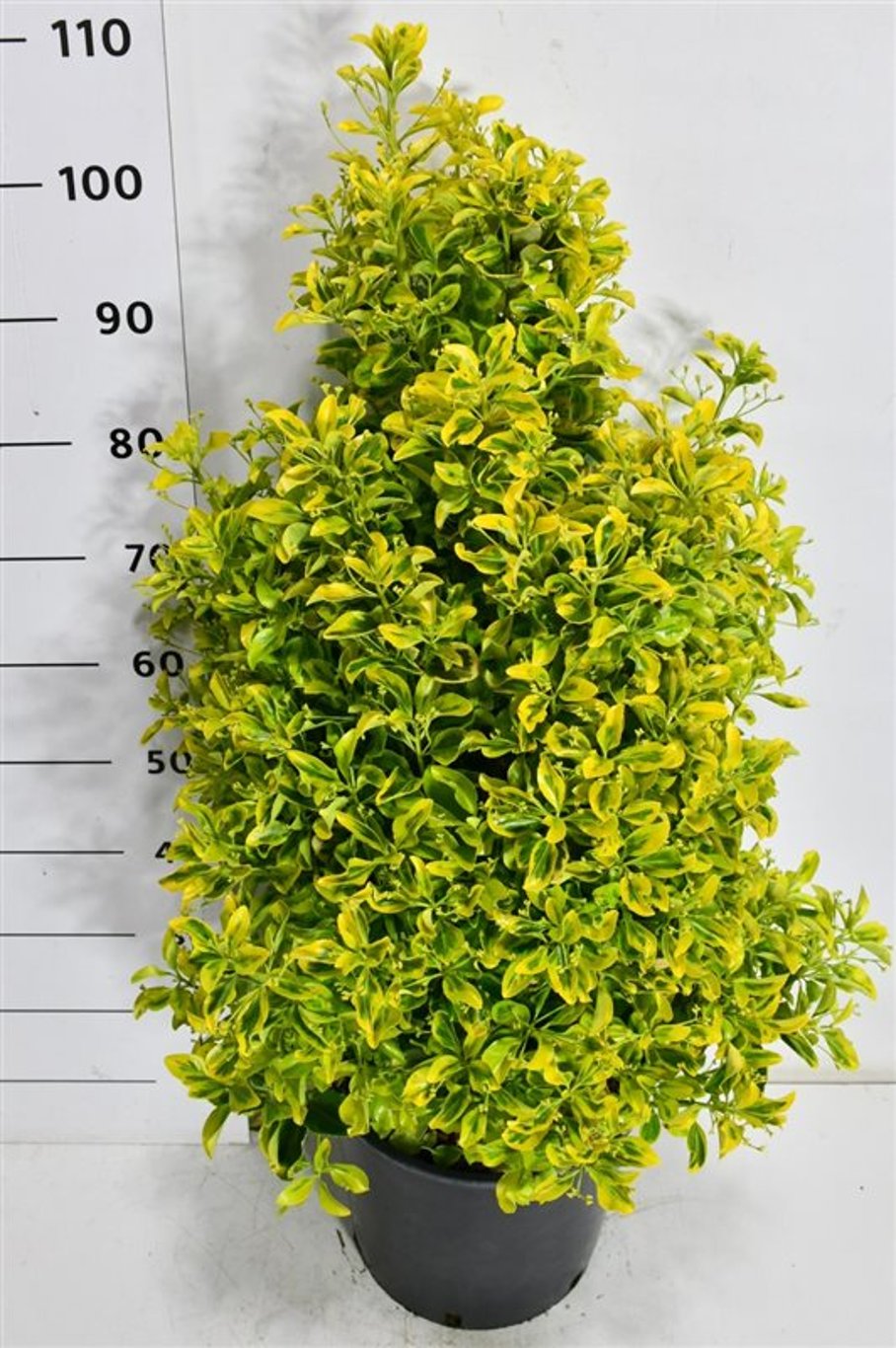 Japansk benved – Euonymus japonicus &
