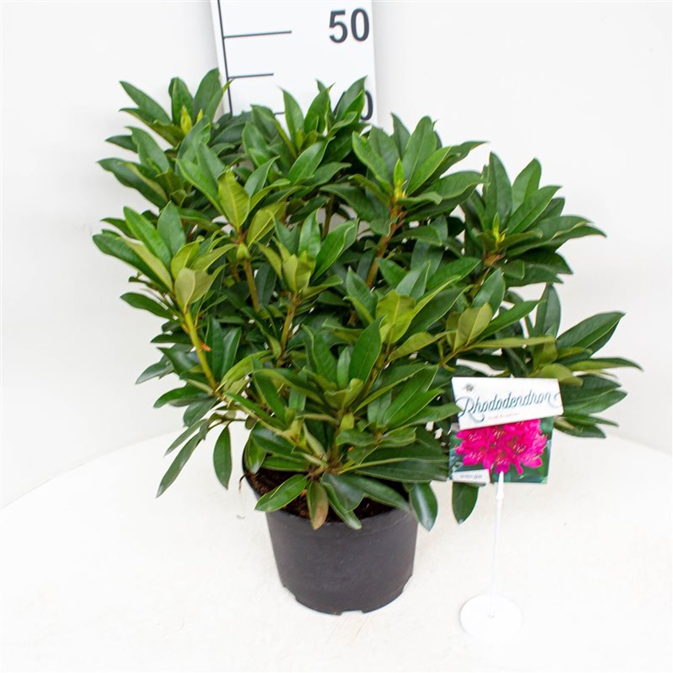Rhododendron – Rhododendron 'Anah Kruschke' - C5 30-40 CM