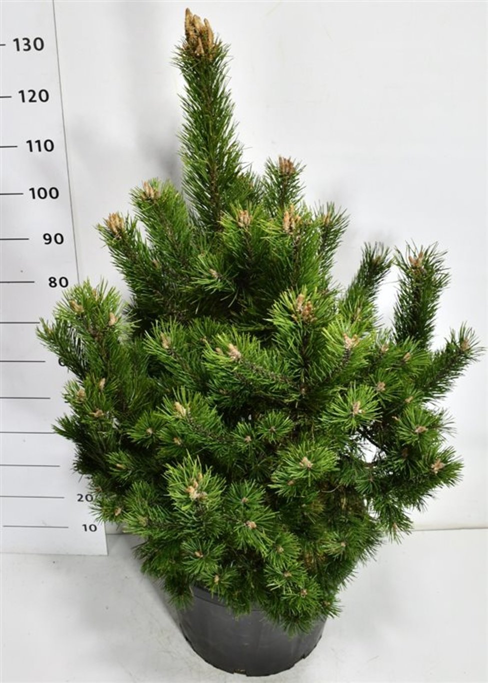 Bergtall – Pinus mugo &