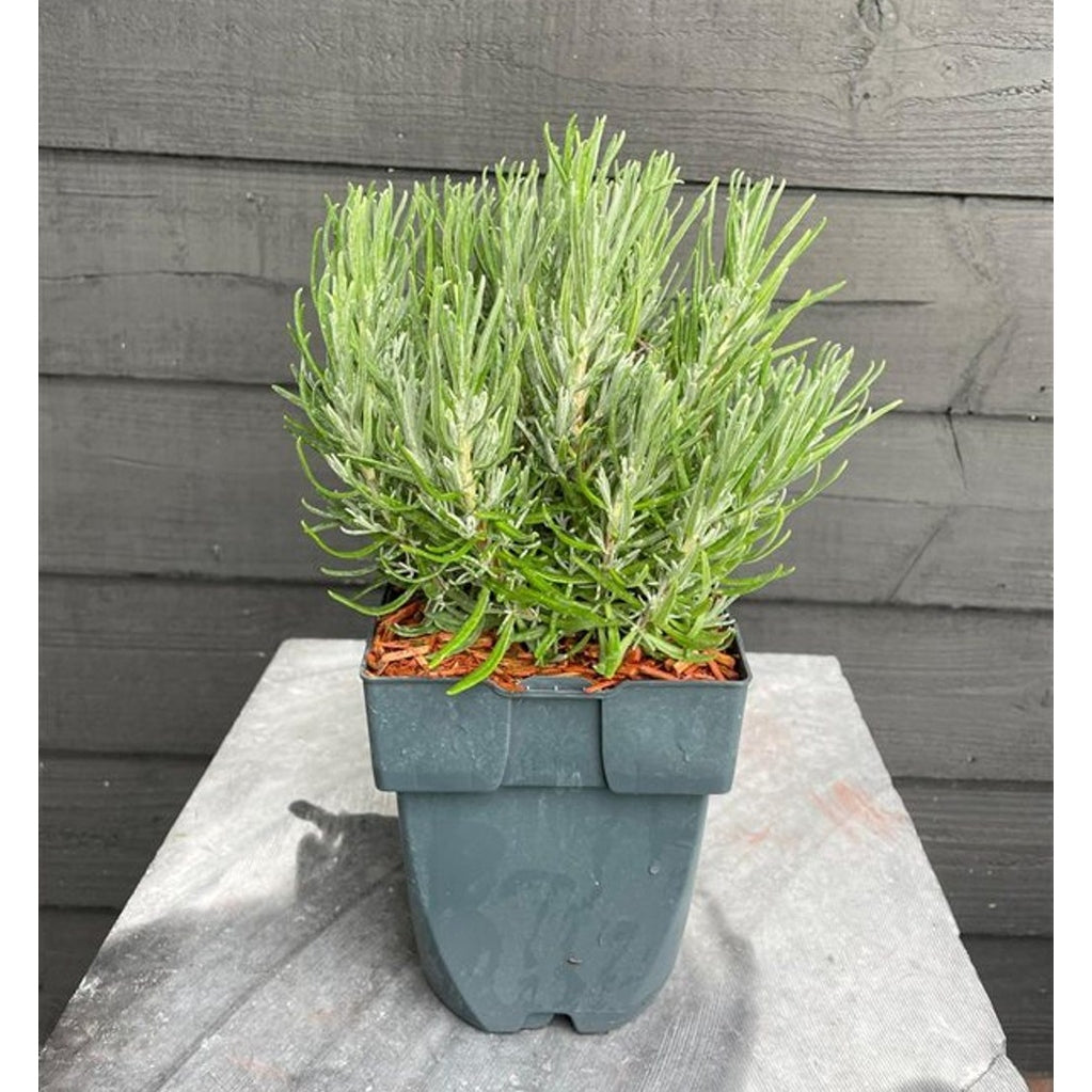 Lavendel – Lavandula angustifolia 'Dwarf Blue' - C2