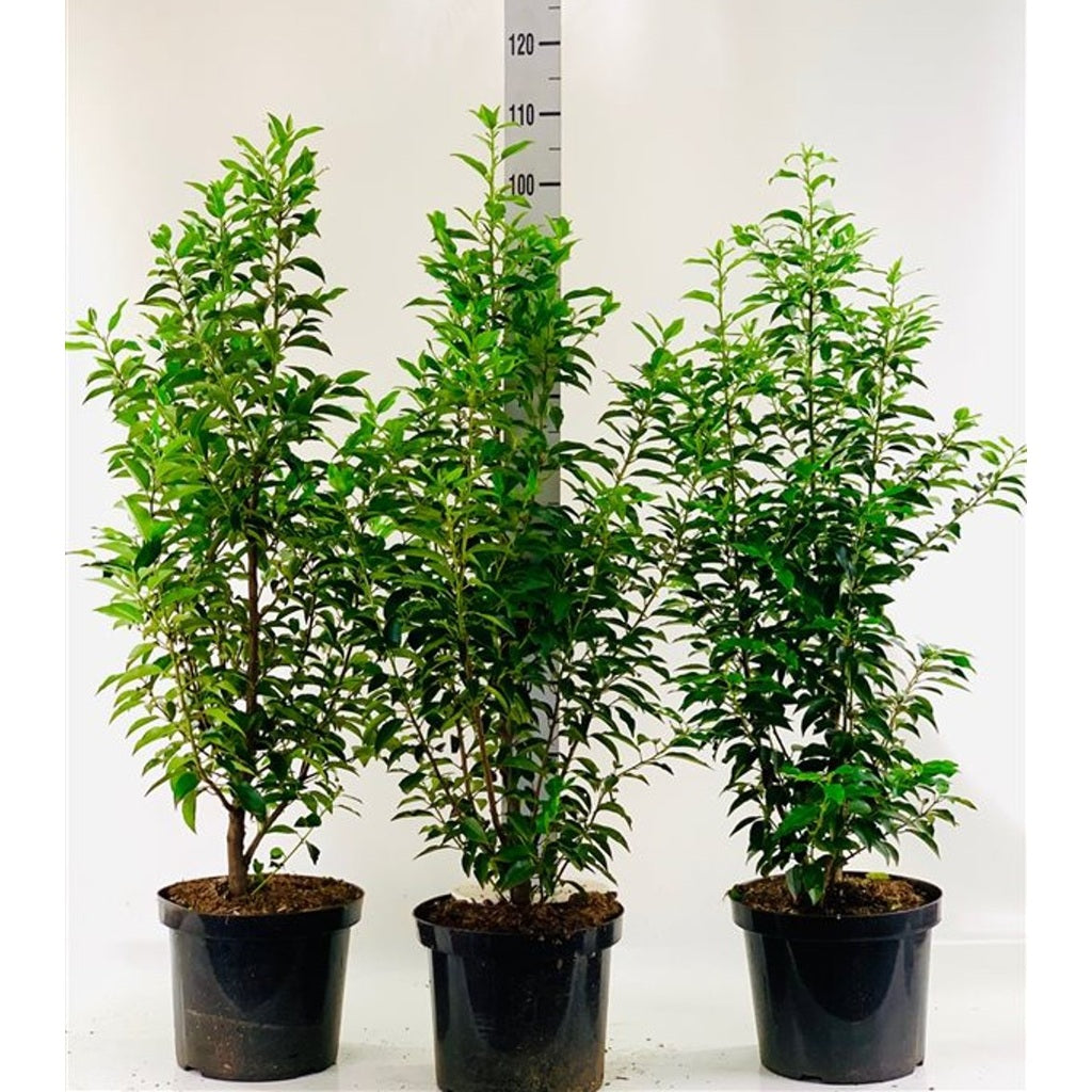 Lagerkörsbär – Prunus lusitanica 'Angustifolia' - C10 100-125 CM