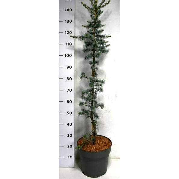 Libanonceder – Cedrus libani 'Glauca' - C12 125-150 CM