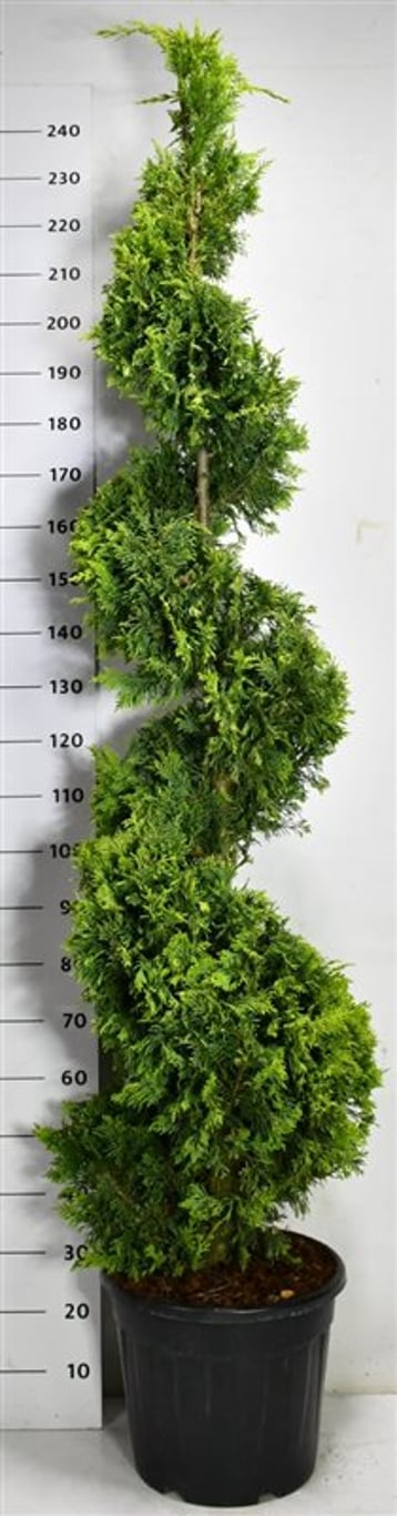 Cypresscypress – Cupressocyparis leylandii &