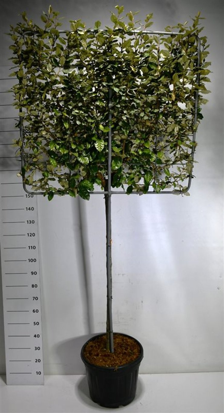 Silverolvon – Elaeagnus ebbingei &
