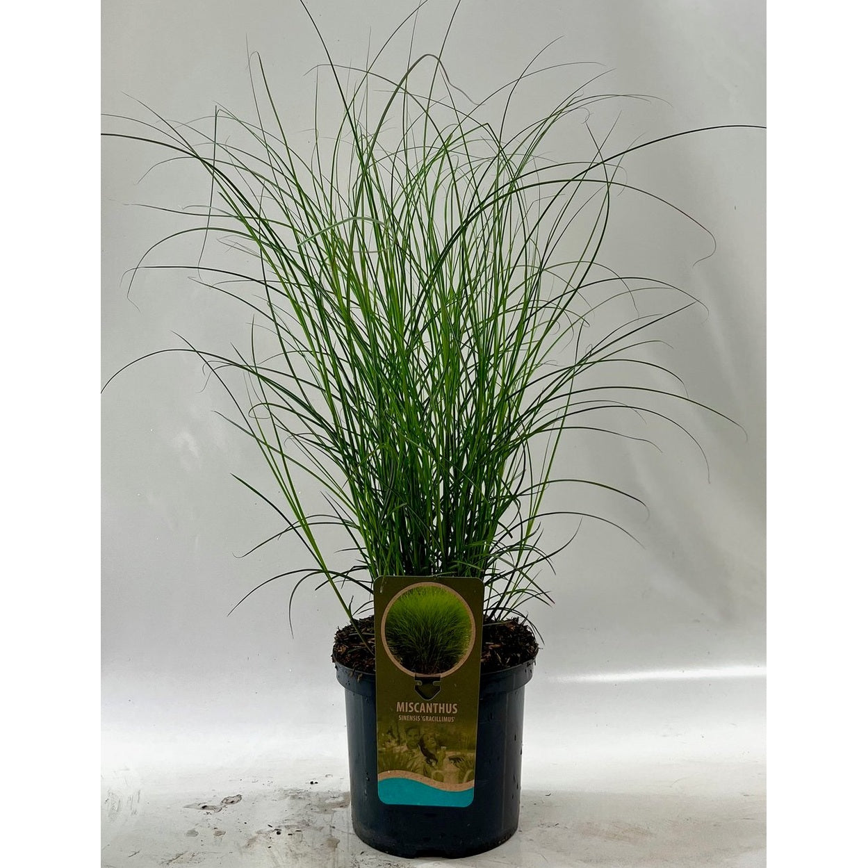 Glansmiskantus – Miscanthus sinensis 'Gracillimus' - C5