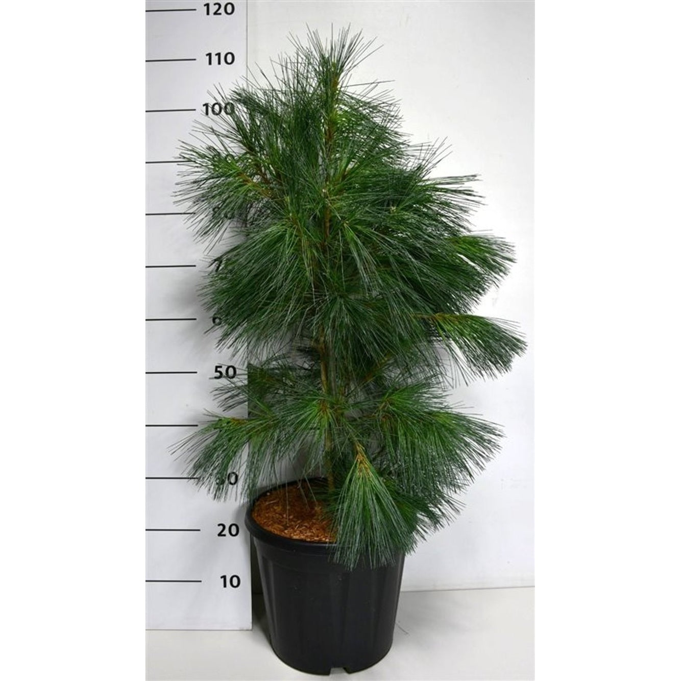 Västra vitbarrstall – Pinus monticola 'Ammerland' - C13 60-70 cm.